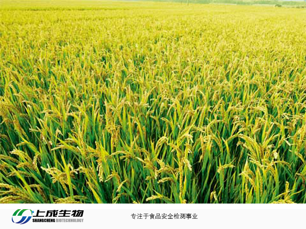 抗虫转基因水稻新品种培育”大会在海南陵水召开 